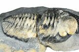 Two Huge Phacopid (Drotops) Trilobite - Issoumour, Morocco #365712-3